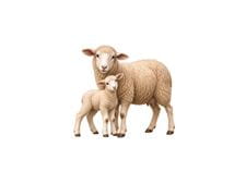 Lamm