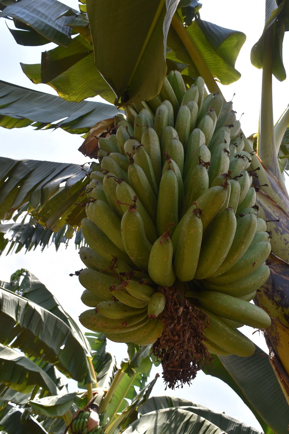 Bananenstaude in Ruanda (Foto: Andreas Wagner) Bananenstaude in Ruanda (Foto: Andreas Wagner)