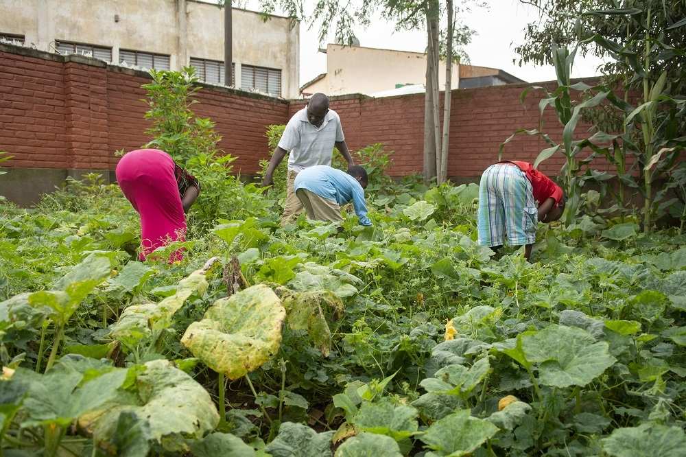 Die Jugendlichen übernehmen bei Tikondane auch Arbeiten im Garten (Quelle: Christian Nusch) Die Jugendlichen übernehmen bei Tikondane auch Arbeiten im Garten (Quelle: Christian Nusch)