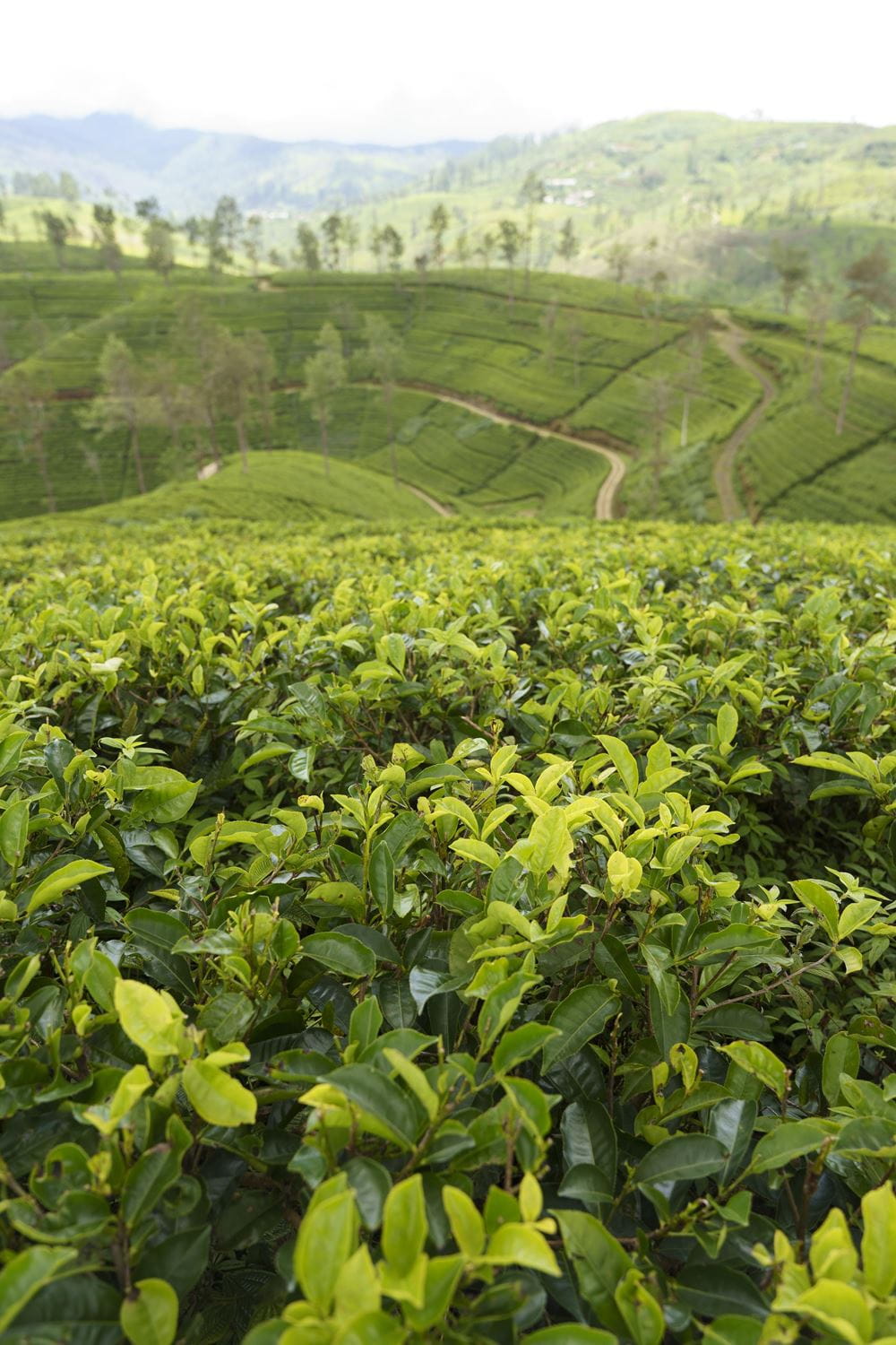 Teepflanzen (Quelle: Christian Nusch) Die Teeplantagen ziehen sich über Berge und durch Täler (Foto: Christian Nusch)