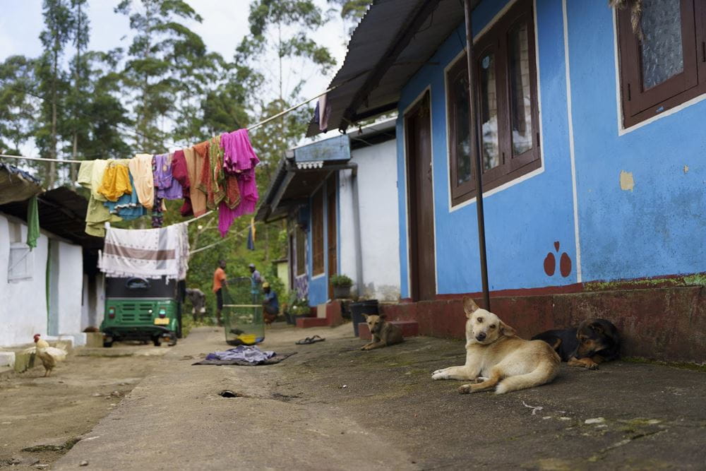 Eine Gasse mit Hund und einer Wäscheleine über der Straße (Quelle: Christian Nusch) Das Zuhause der Teepflückerinnen (Foto: Christian Nusch)
