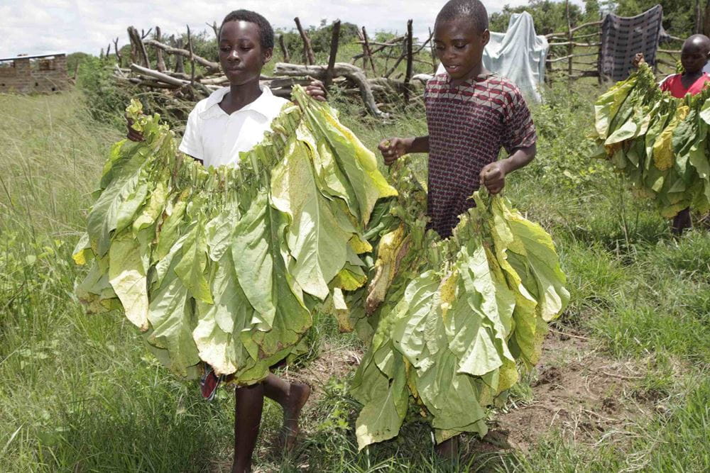 Kinderarbeiter*innen auf einer Tabakplantage in Sambia (Foto: Christian Herrmanny) Kinderarbeiter*innen auf einer Tabakplantage in Sambia (Foto: Christian Herrmanny)
