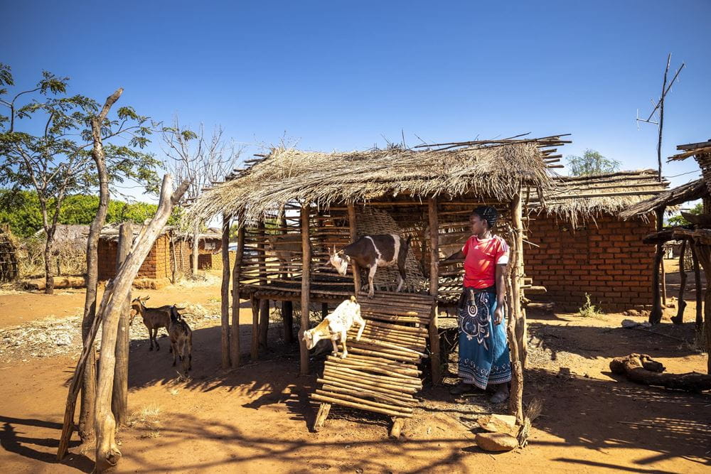 Eine Frau betreut Ziegen, und verdient damit ihren Lebensunterhalt. (Foto: Christian O. Bruch / KNH) Eine Frau betreut Ziegen, und verdient damit ihren Lebensunterhalt. (Foto: Christian O. Bruch / KNH)